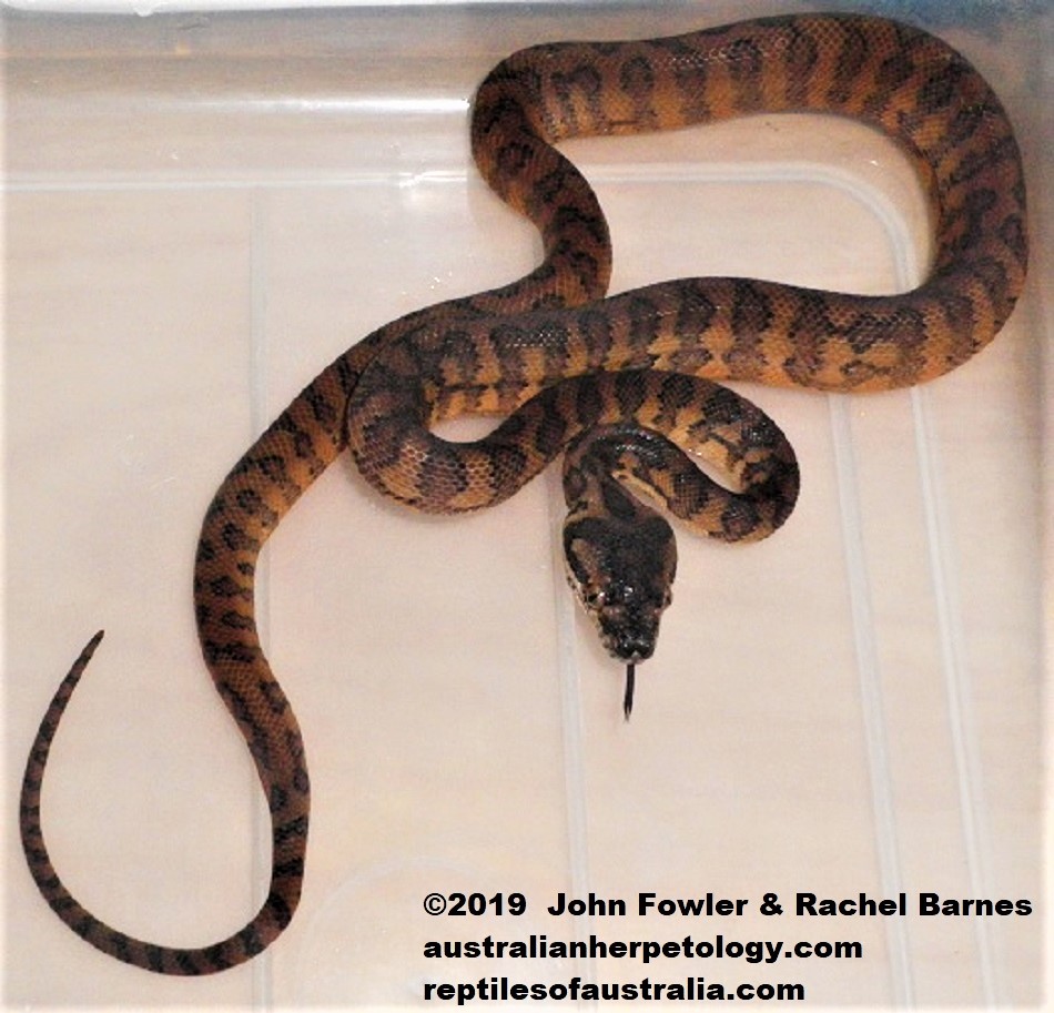 Morelia spilota variegata Darwin or Northwestern Carpet Python